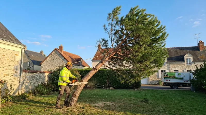 Abattage d'arbre Niort